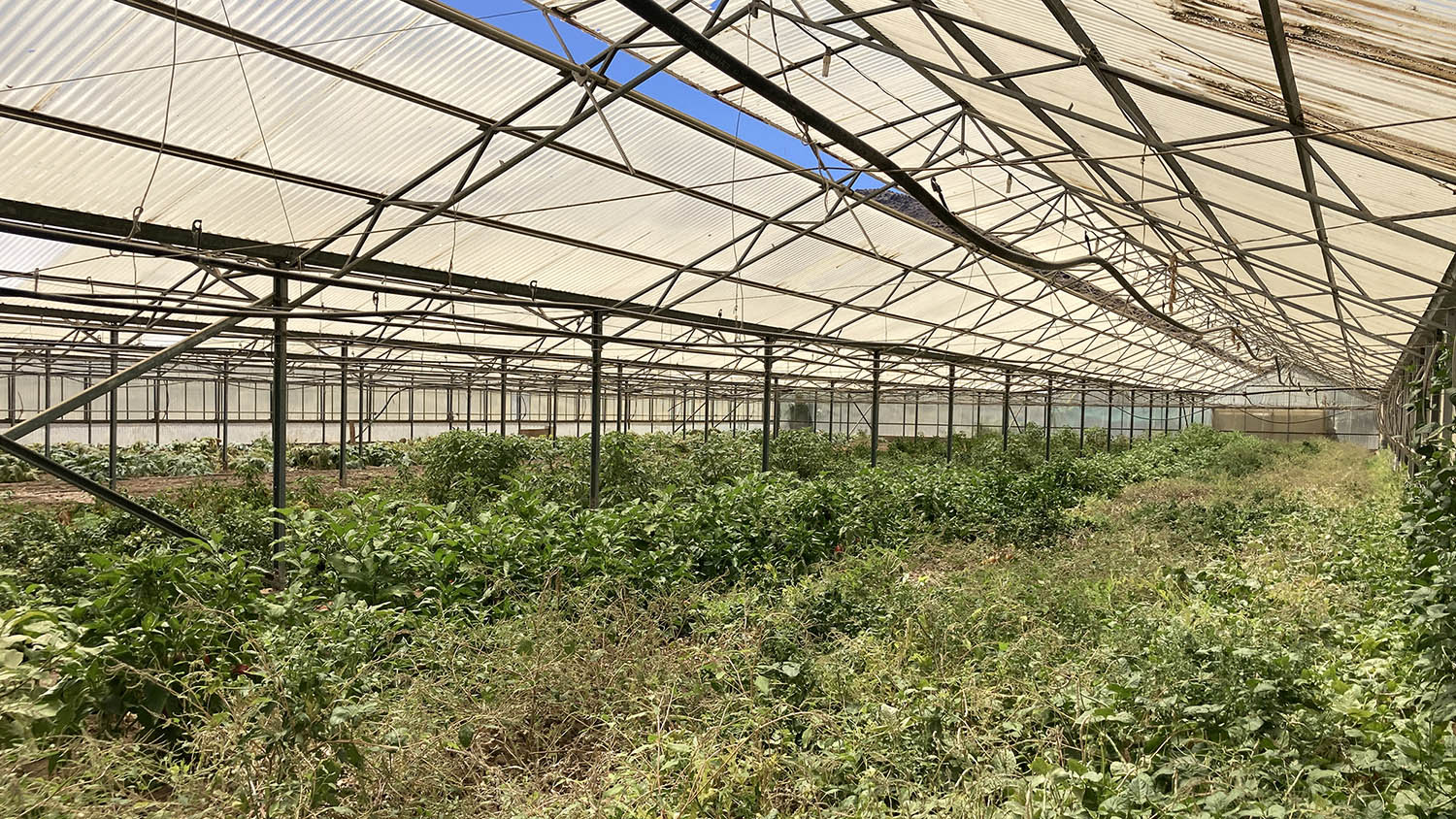 Ktima Petra005